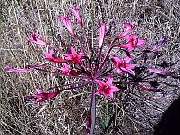 Brunsvigia josephinae